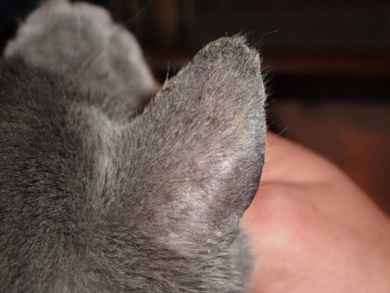 Шкірні хвороби котів