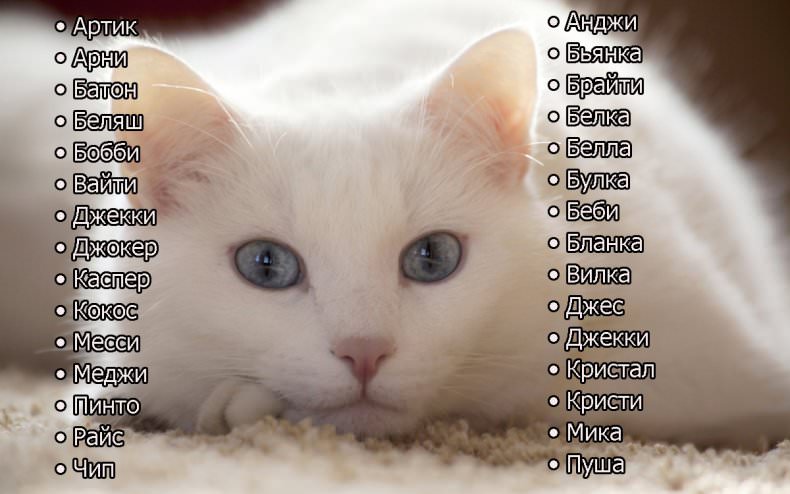 Ідеї для імені на основі зовнішності кішки