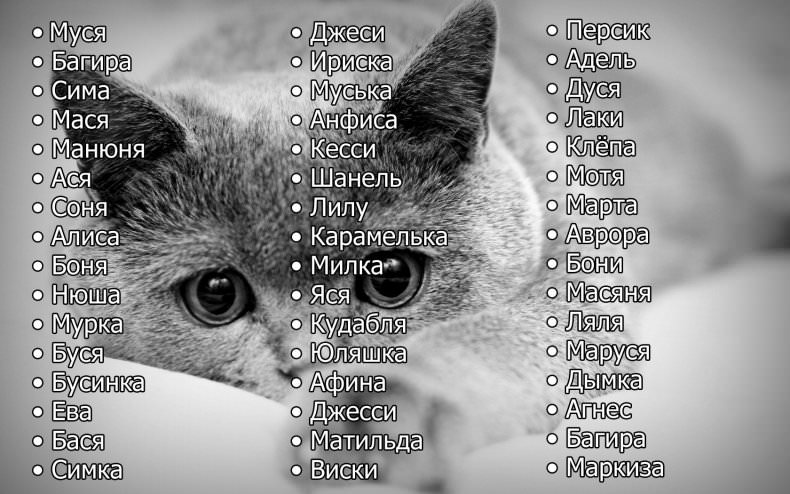 Як наректи красиве та чарівне ім'я кішці?